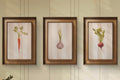 Giclée Fine Art Prints - Set of 3 | Rustic Carrot, Radish, Garlic